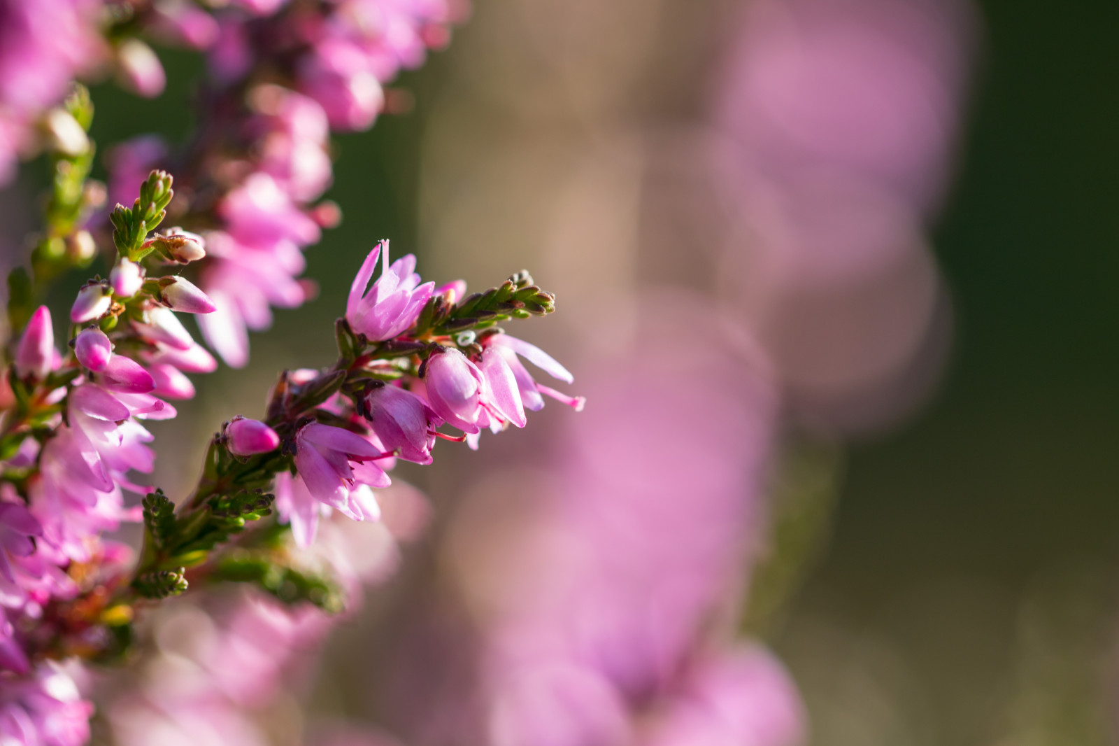 Příroda, makro, větev, hmyz, pyl, květ, růžový, Včela, list, květ, rostlina, flóra, makro, exif modelu canoneos760d, geocountry, Kamera aby kánon, geocity, Model fotoaparátu canoneos760d, geostate, geolocation, exif aby kánon, EXIF isospeed 100, exif focallength 100mm, EXIF ef100mmf28lmacroisusm čočka, EXIF otvor 35, Simrishamn, okvětní lístek, b ckahalladalen, canonef100mm128lisusmmacro, vřes, Ljung, divoká rostlina, botanika, zblízka, keř, makro fotografie, bezobratlý, membrána okřídlený hmyz, nektar
