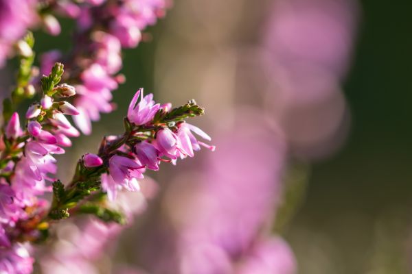 nature,macro,branch,insect,pollen,blossom