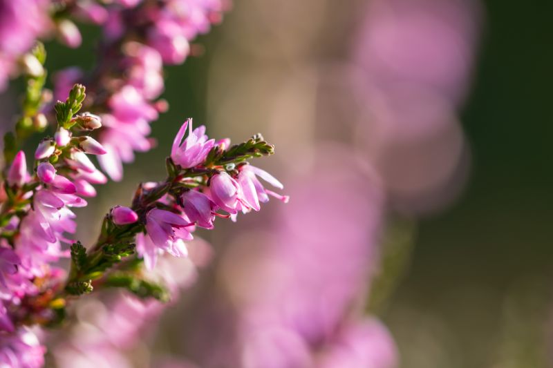 luonto,makro,haara,hyönteinen,siitepöly,kukka