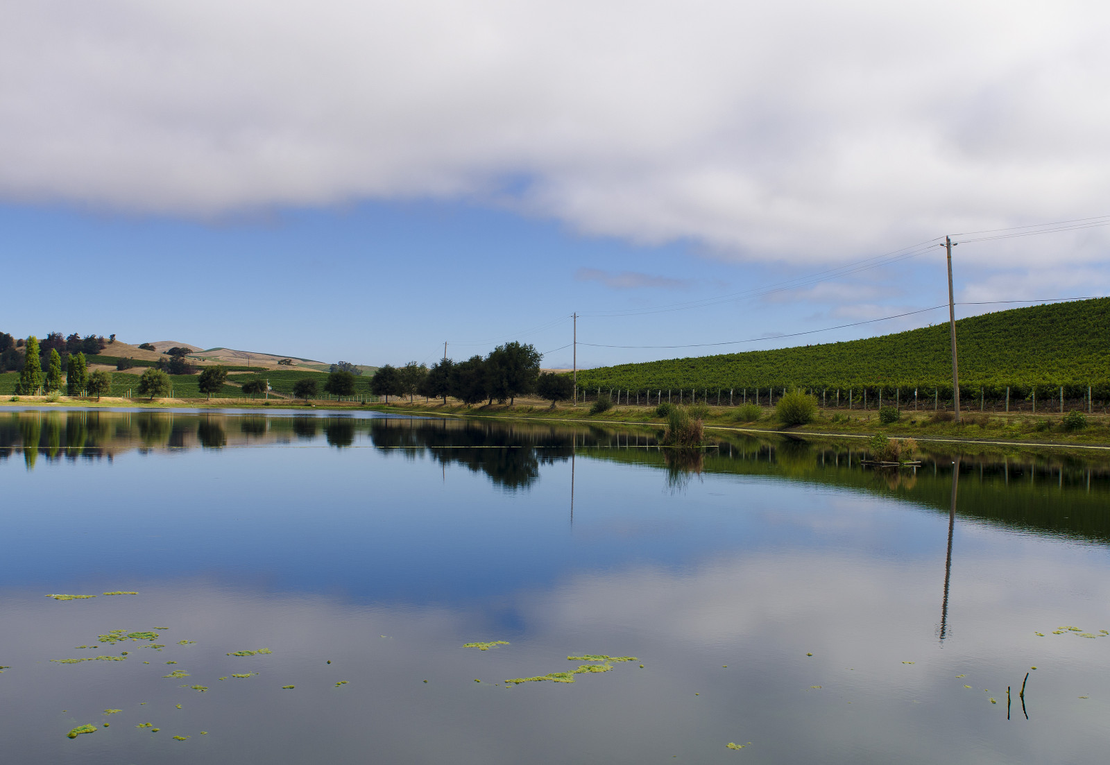 Kalifornie, hrabství, jídlo, Spojené státy americké, západ, voda, nás, rybník, den, víno, čas, zakalený, Sonoma, sklizeň, obchodní, vinice, západní, výroba, rostoucí, severní, Agri