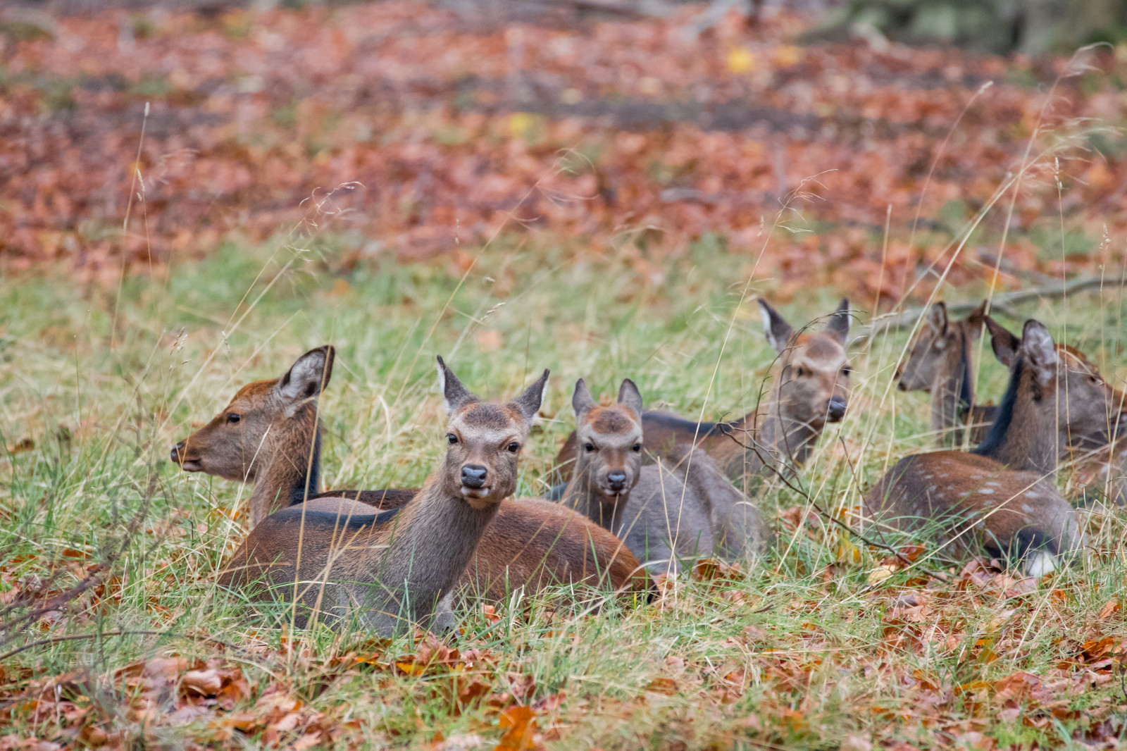 ป่า, กวาง, จอด, สัตว์ป่า, เดนมาร์ก, ฤดูใบไม้ร่วง, ป่า, Danmark, กระโดด, exif model canoneos760d, ประเทศธรณีวิทยา, กล้องทำให้ Canon, geocity, กล้องรุ่น canoneos760d, geostate, ตำแหน่งทางภูมิศาสตร์, รูรับแสง 56, exif ทำให้ canon, exif isospeed 2500, exif เลนส์ ef70300mmf456lisusm, exif focallength 300mm, directorhaven, j gersborg, j gersborgdyrehave, สัตว์ป่า, สัตว์เลี้ยงลูกด้วยนม, ทุ่งหญ้า, สัตว์มีกระดูกสันหลัง, กวางสีขาว