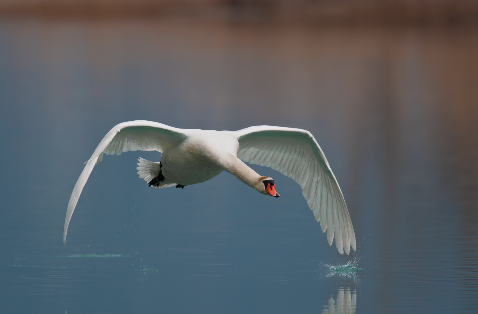 lago, labuť, Nikon, Volo, azzurro, Schwan, bianco, Brianza, lombardia, animali, Cigno, Nespoli, blinkagain