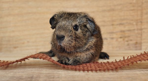 whiskers, rodent, cute, mammal, beautiful, fauna