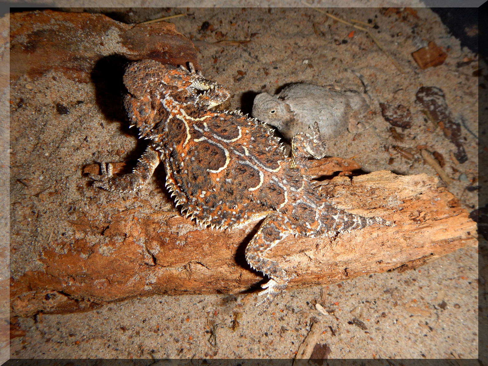 fauna, plaz, organismus, terrestrial animal, obojživelník, Agamidae, zmenšen plazů, ještěrka, agama