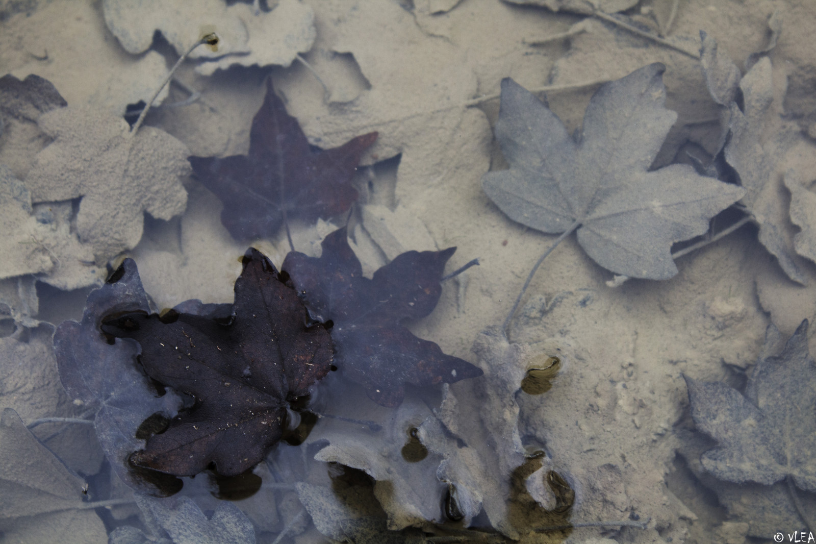 dřevo, Příroda, voda, listy, louže, fotografování, list, podrost, VLEA