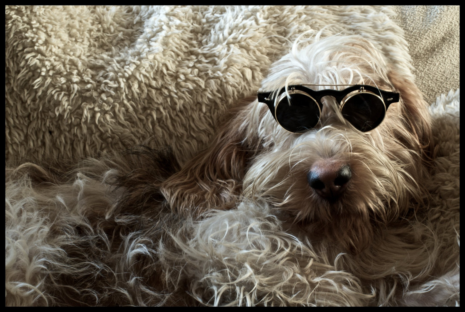 Wallpaper : puppy, glasses, goggles, badger, steampunk