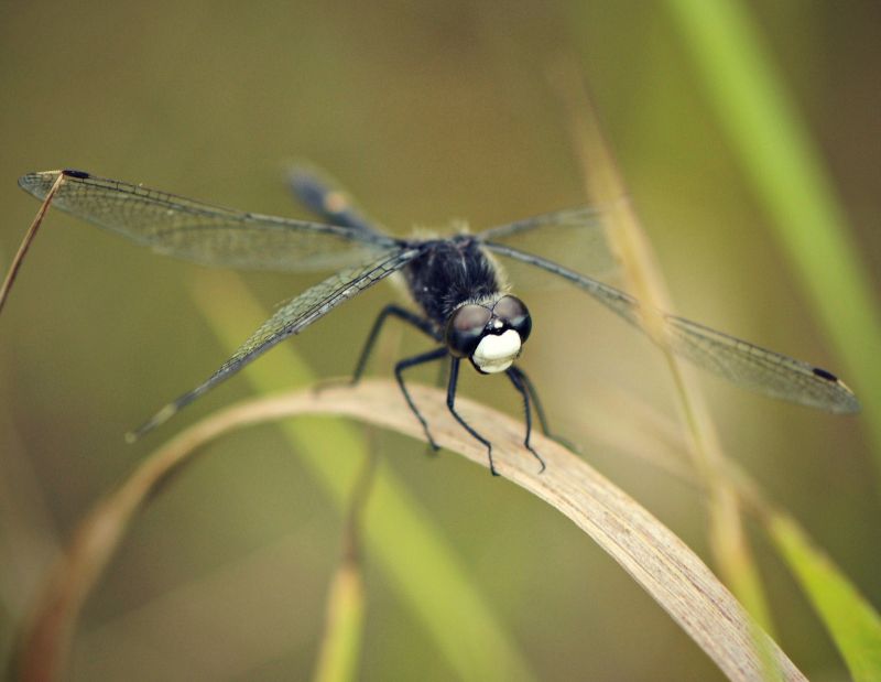 fermer,Macro,insecte,faune,noir,permanent