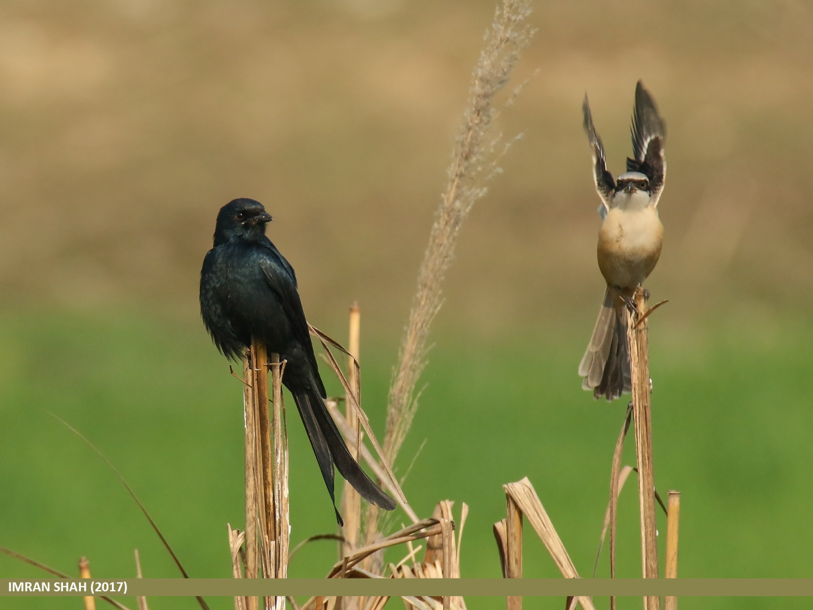 ptactvo, Příroda, křídla, peří, větev, Volně žijících živočichů, Kánon, zobák, Pákistán, Tamron, pták, umístění, geotagged, fauna, Paňdžáb, tagy, prérie, prohlížení pták, obratlovců, canoneos7dmarkii, tamronsp150600mmf563divcusd, druh, avifauna, kategorie, imranshah, gilgit2, Balloki, Kasur, blackdrongodicrurusmacrocercus, dhand, longtailedshrikelaniusschach, dicrurusmacrocercus, laniusschach