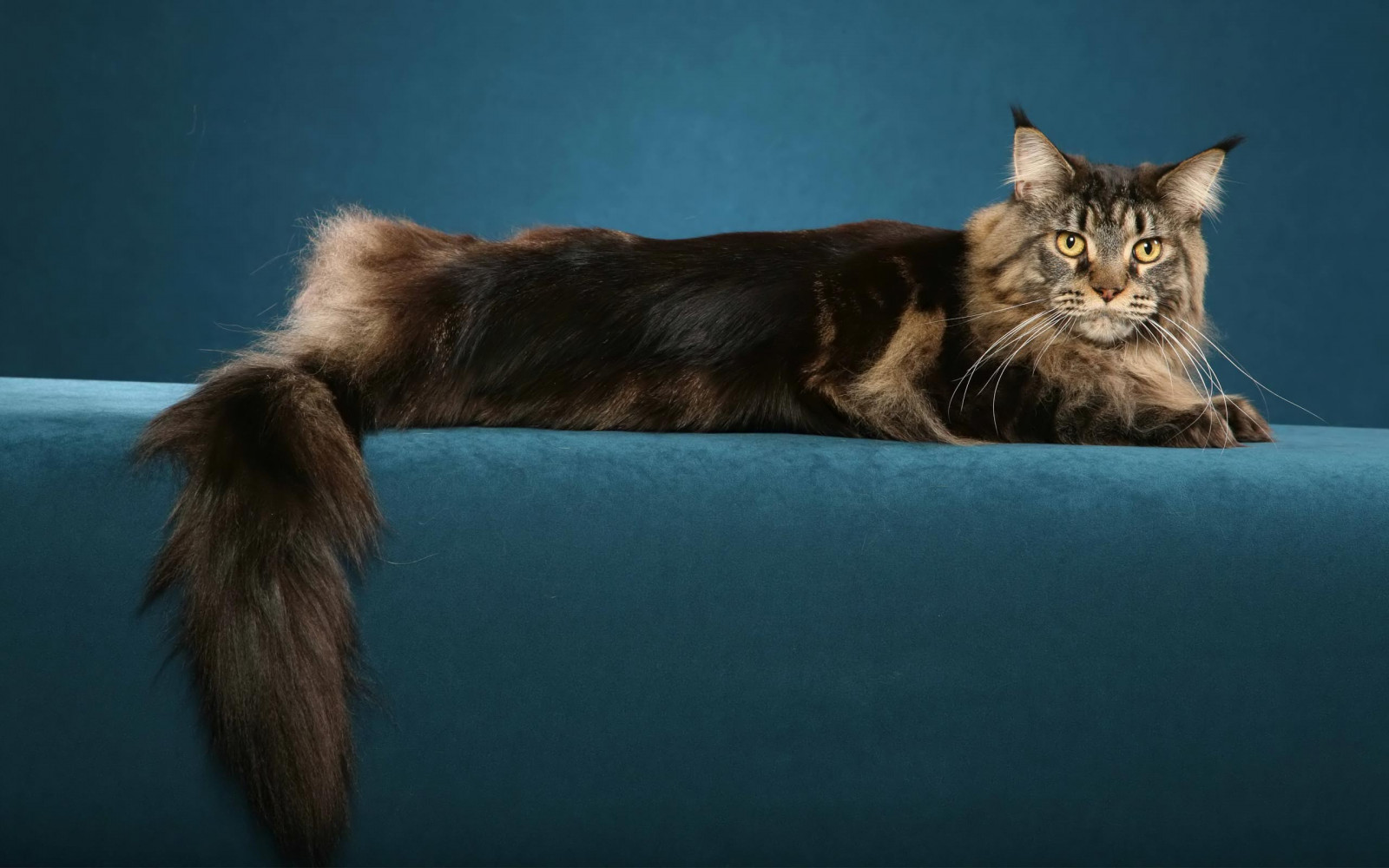 Hintergrundbilder : 2560x1600 px, groß, Katze, behaart 2560x1600 ...