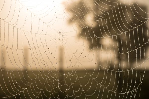 water, nature, symmetry, macro, mist, pattern
