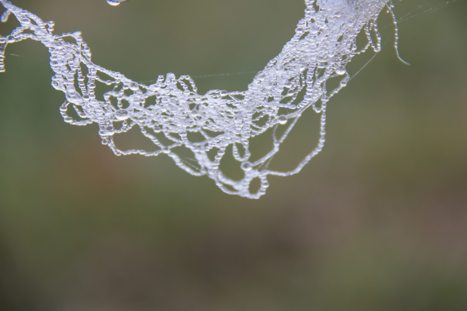 cold, ice, is, frost, web, geolocation, kallt, spindeln t, geocity, camera make canon, exif make canon, geocountry, geostate, exif lens efs18200mmf3556is, exif focallength 200mm, exif aperture 56, exif isospeed 1000, camera model canoneos760d, exif model canoneos760d