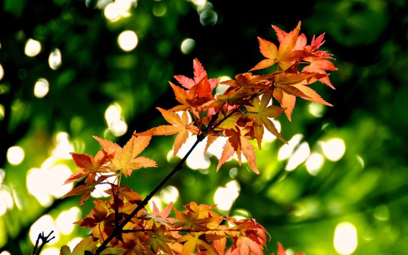 sunlight, leaves, depth of field, nature, plants, photography sunlight, leaves, depth of field, nature, plants, photography