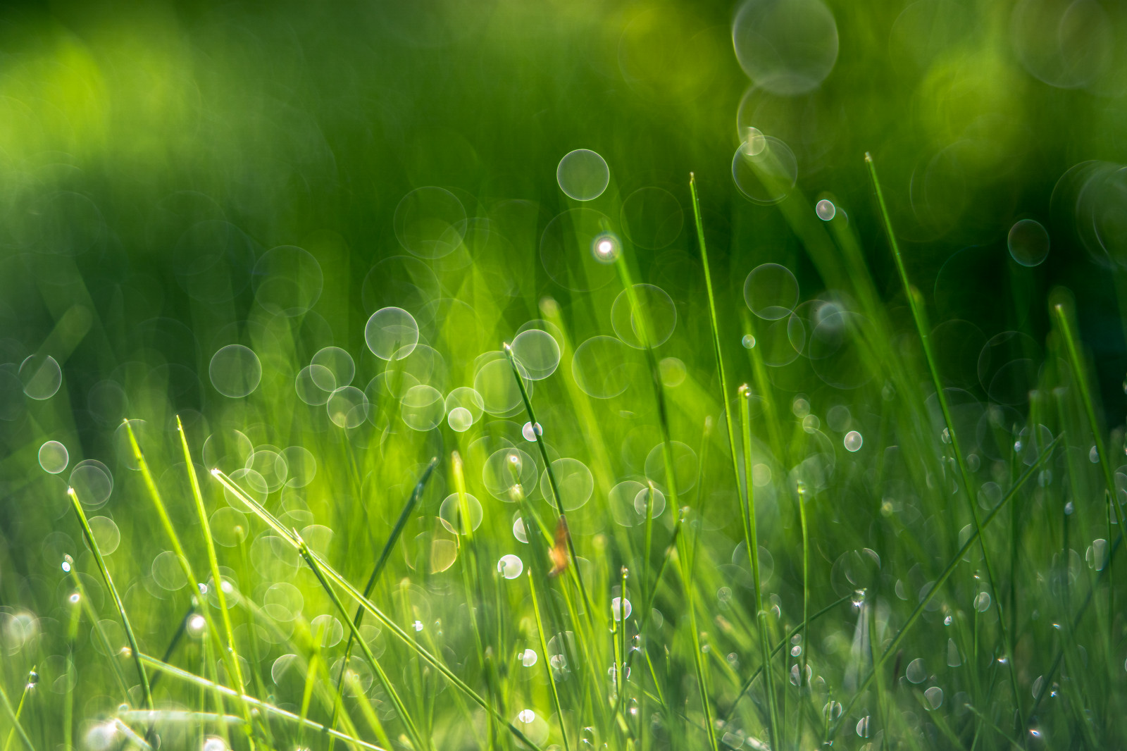 sollys, vand, græs, Mark, grøn, cirkel, bokeh, dug, græsarealer, dråbe, boble, vegetation, 28, eng, græsplæne, computer tapet, tæt på, makrofotografering, græs familie, stængelplante, fugtighed, hvedegræs, 80, trioplan, projektor, diaplan80mm28, lesn