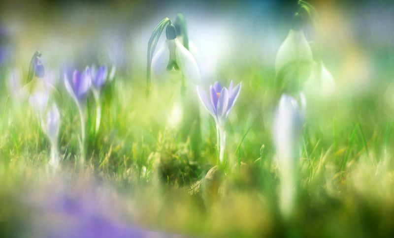 jaro, květiny, zahrada, Příroda, makro, bokeh jaro, květiny, zahrada, Příroda, makro, bokeh