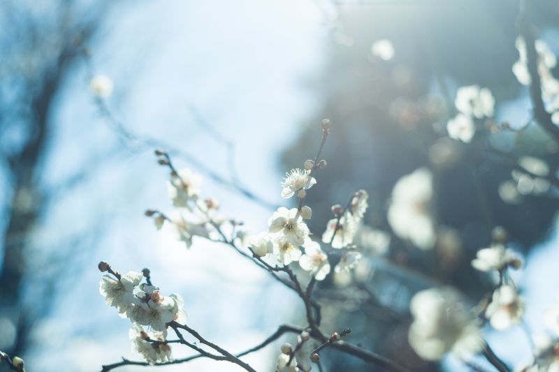 slunečnímu záření, Příroda, sníh, zima, fotografování, větev slunečnímu záření, Příroda, sníh, zima, fotografování, větev