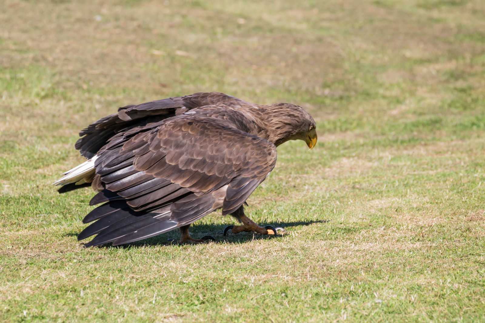 Volně žijících živočichů, dravý pták, orel, Dánsko, zobák, pták, birdofprey, Danmark, f gel, exif modelu canoneos760d, geocountry, Kamera aby kánon, geocity, Model fotoaparátu canoneos760d, geostate, geolocation, exif aby kánon, EXIF otvor 71, exif isospeed 160, EXIF ef70300mmf456lisusm čočka, exif focallength 300mm, Skagen, rovf gel, eagleworld, rnreservatet, seaeagle, whitetailedeagle, HAVS rn, haliaeetusalbicilla, káně, křídlo, fauna, prohlížení pták, obratlovců, sup