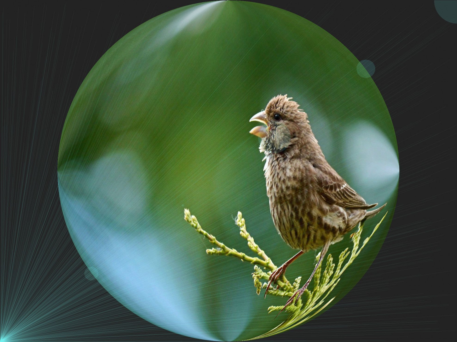 Bird Balling Wallpaper : blue, light, USA, bird, ball, circle, aqua, sphere, wa ...