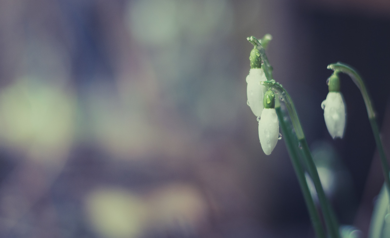 slunečnímu záření, voda, Příroda, odraz, tráva, déšť, fotografování, makro, větev, zelená, modrý, Studený, Nikon, bokeh, sprcha, jaro, sněženky, klidný, NIKKOR, 50mm, měkký, list, květ, f18, rostlina, deštivý, flóra, dof, kapky, makro, natur, wasser, d5200, měkkost, rekuperační, blume, zblízka, makro fotografie, závod stonek, wassertropfen, schneegl ckchen, Fruhling