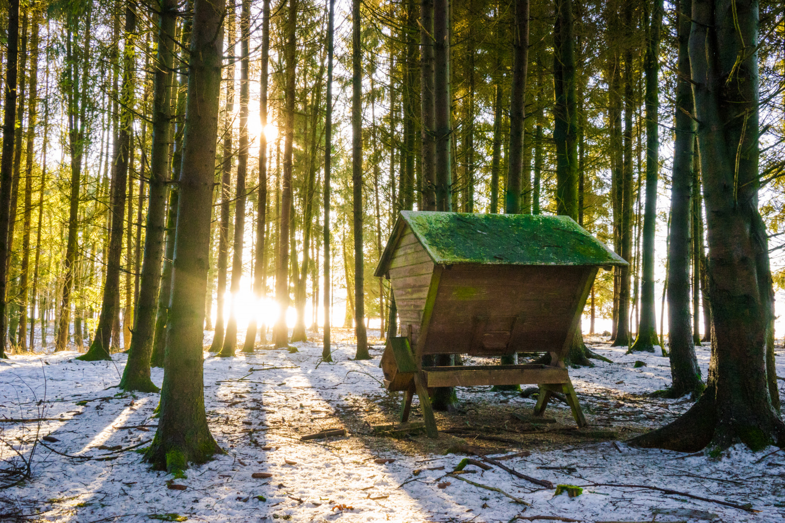 Ahoj, nosič, zima, les, stromy, slunce, Studený, Příroda, Sony, ilce7m2, a7ii, Rakousko, sel2470z, podsvícení, venkovní, sníh