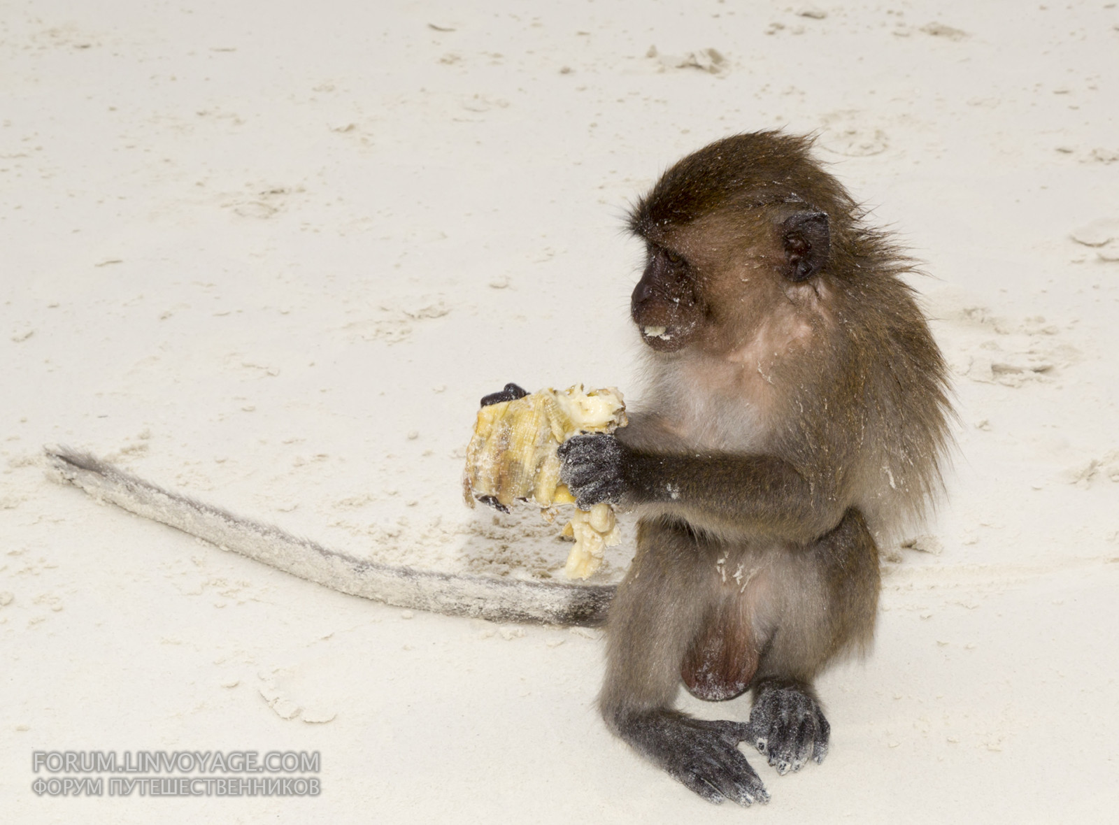 bílý, moře, ocas, voda, písek, čepice, pláž, dítě, pár, ostrov, opice, šťastný, Thajsko, rodina, KRMIVO, Matka, zvíře, venkovní, oceán, legrační, zábava, pobřeží, kánoe, skok, makak, Pattaya, krabi, Samui, phuket, banán, Phiphi, slavit, smát se, Macaca, bílý písek, fauna, savec, obratlovců, primát, ploskonosí, opice Starého světa, pavián, Japonský makak