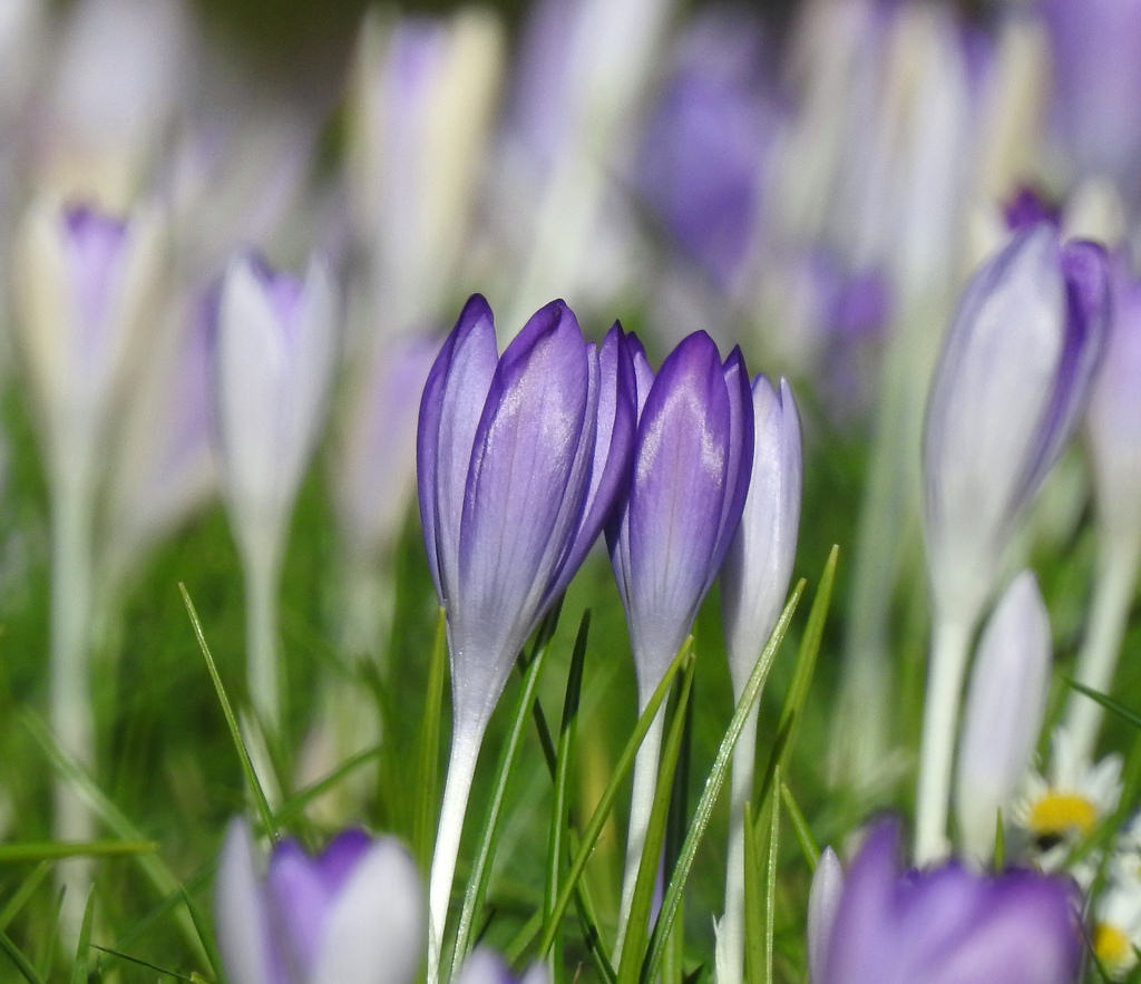 květiny, Příroda, nachový, makro, Lístky, Nikon, květ, bokeh, krokus, květ, rostlina, flóra, krokus, okvětní lístek, nederland, Nizozemí, 1001nights, 1001nightsmagiccity, thegalaxy, infinitexposure, autofocus, Bloemen, suchozemská rostlina, kvetoucí rostlina, makro fotografie, závod stonek, iris rodina