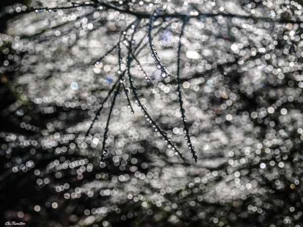 nature,light,summer,water,rain,droplets