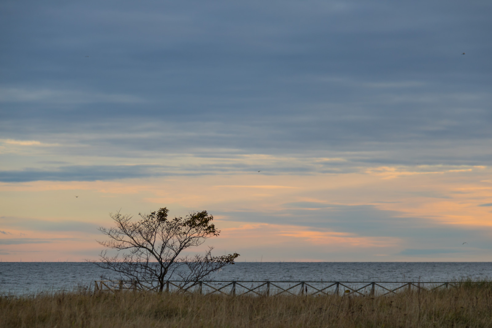 slunečnímu záření, krajina, západ slunce, moře, Příroda, pobřeží, tráva, nebe, svítání, večer, ráno, pobřeží, horizont, soumrak, mrak, strom, svítání, oceán, hav, stersj n, smygehamn, kust, exif modelu canoneos760d, geocountry, Kamera aby kánon, geocity, Model fotoaparátu canoneos760d, geostate, geolocation, EXIF čočka efs18200mmf3556is, EXIF otvor 56, exif aby kánon, EXIF isospeed 100, exif focallength 120mm, prostý, prérie, bažina, místo výskytu, přírodní prostředí, atmosférický jev, meteorologický jev, savana