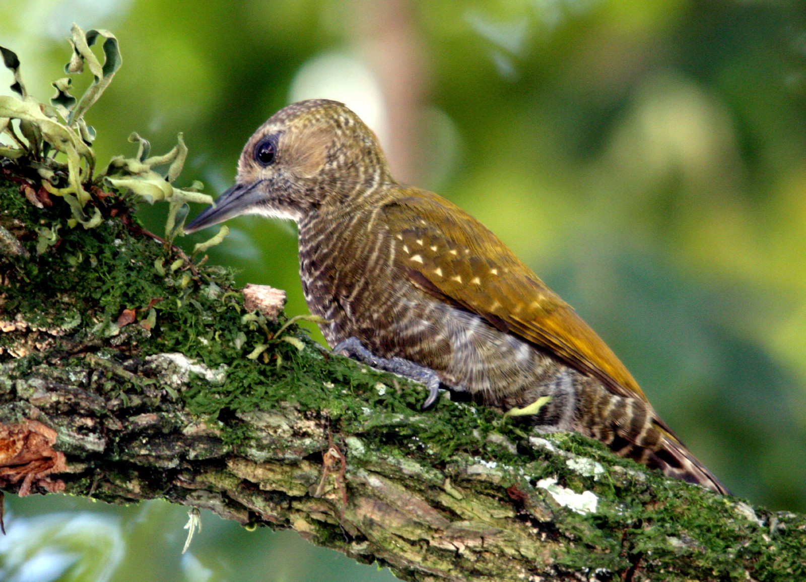 pták, Příroda, Volně žijících živočichů, natureza, Passaro, Aves, inspirovat, pozorování ptáků, dech beroucí, oiseaux, wonderfulnature, supershot, flickrnature, wingedwonders, natureplus, mywinners, shieldofexcellence, avianphotography, anawesomeshot, impressedbeauty, nationalgeographicareyougoodenough, photosandcalendar, Pokojní, citritgroup, prettynaturephotos, theunforgettablepictures, photostosmileabout, eperkeaward, brilantní oko šperky, concordians, goldsealofquality, theworldsbestnaturewildlifeandmacrophotography, betterthangood, everydayissunday, theperfectphotographer, natureislovely, goldstaraward, photossansfronti res, spiritofphotography, atrav sdaminhalentethroughmylens, Nejlepších fotografií z celého světa, rubyphotographer, damniwishidtakenthat, allthosebirds, worldnaturewildlifecloseup, photographersgonewild, Enarmoniaconlanaturaleza, vosplusbellesphotos, thewonderfulworldofbirds, naturegreenstar, newenvyofflickr