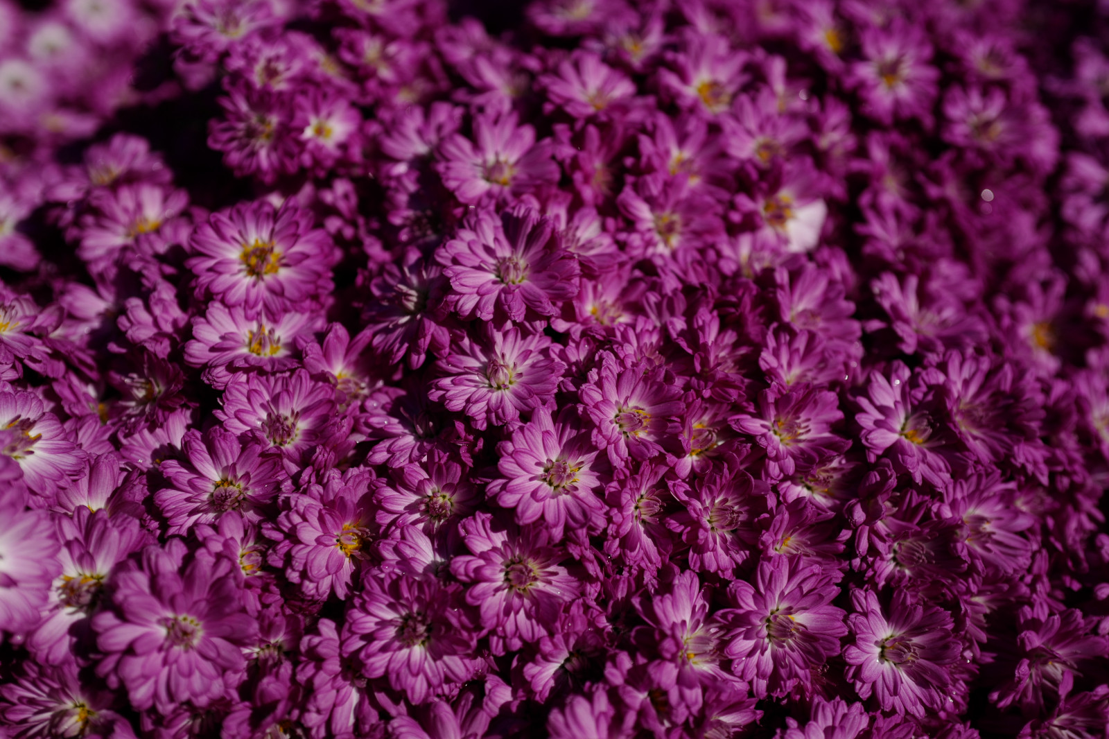 Japonsko, nachový, Leica, Tokio, jp, květ, rostlina, flóra, okvětní lístek, Shinjuku, shinjukugyoen, summilux, leicaq, summilux1728, q, 1728, botanika, suchozemská rostlina, kvetoucí rostlina, jednoletá rostlina, makro fotografie, daisy rodina, chrysanths