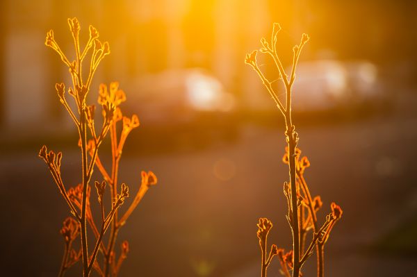 sunset,flower,landscape,plant,outside,golden