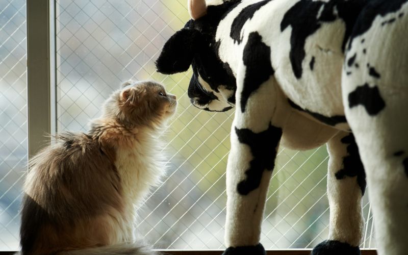 legetøj, kat, dyr, hund, pattedyr, hund som pattedyr