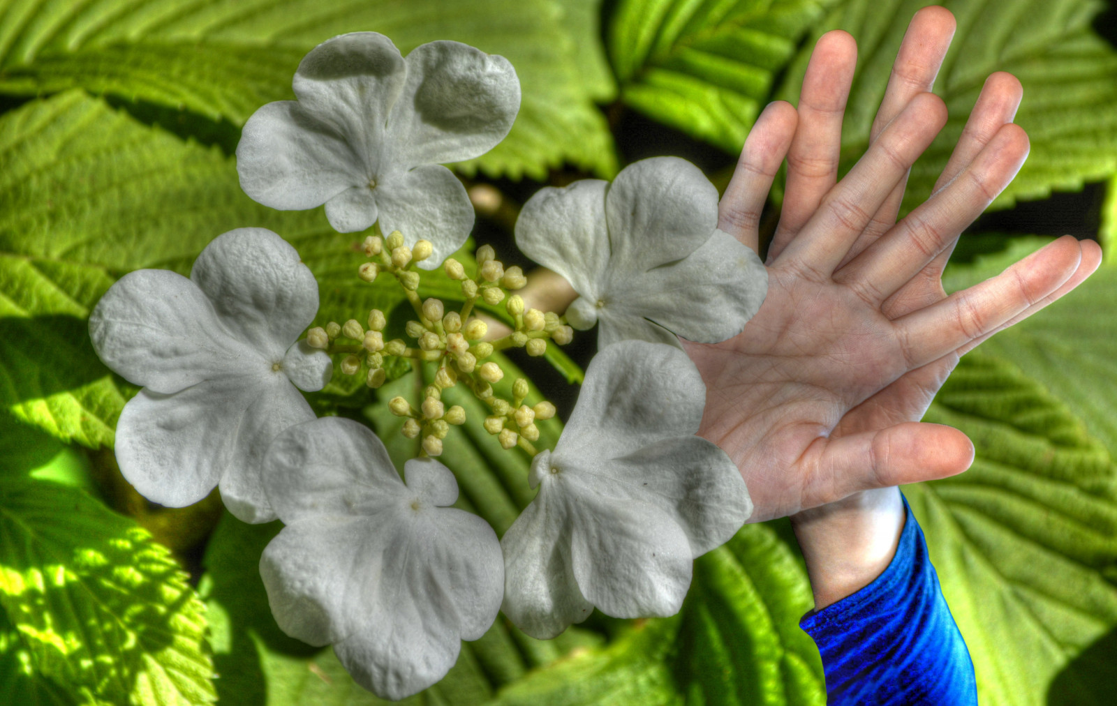 Wallpaper hands, flowers, HDR, spring, hidden, Below, leaf, flower, flora, wave, under, hand