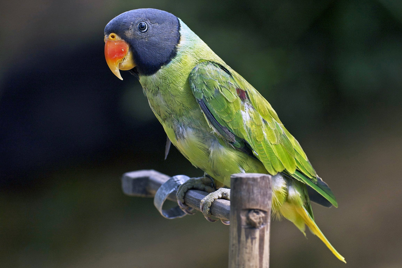 배경 화면 : 2309x1539 px, 33, budgie, 잉꼬, 앵무새, 열렬한 2309x1539 - goodfon ...