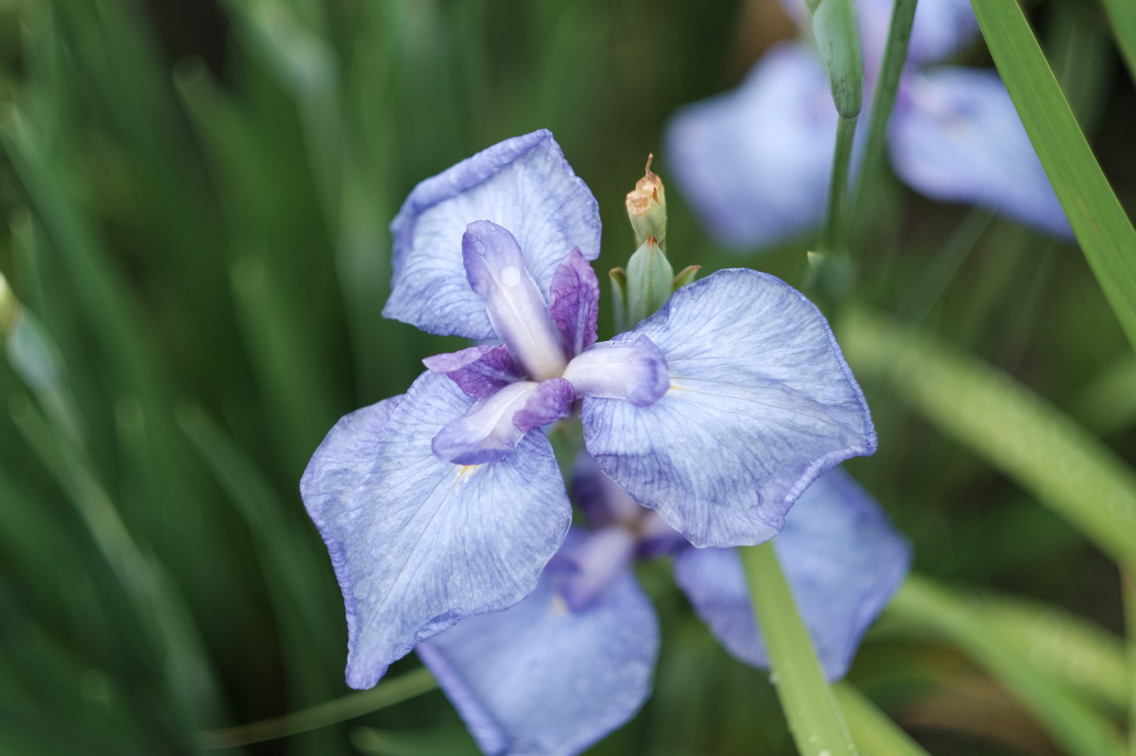Wallpaper nature, Tokyo, fujifilm, Iris, flower, eye, flora, fujinon