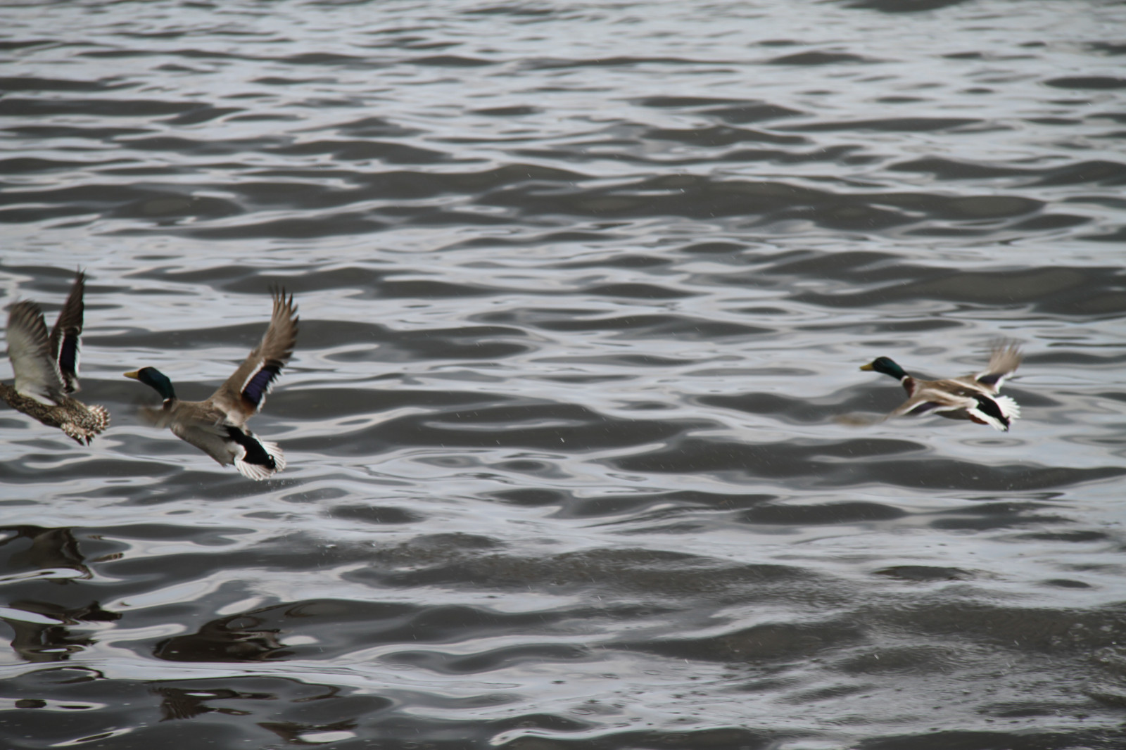 uccelli, animali, mare, acqua, costa, natura, anatra, uccello, pellicano, Smygehuk, gabbiano, uccello marino, birdswater, ala, fauna, vertebrato, acqua uccello, Charadriiformes, shorebird, mergini, Mergus
