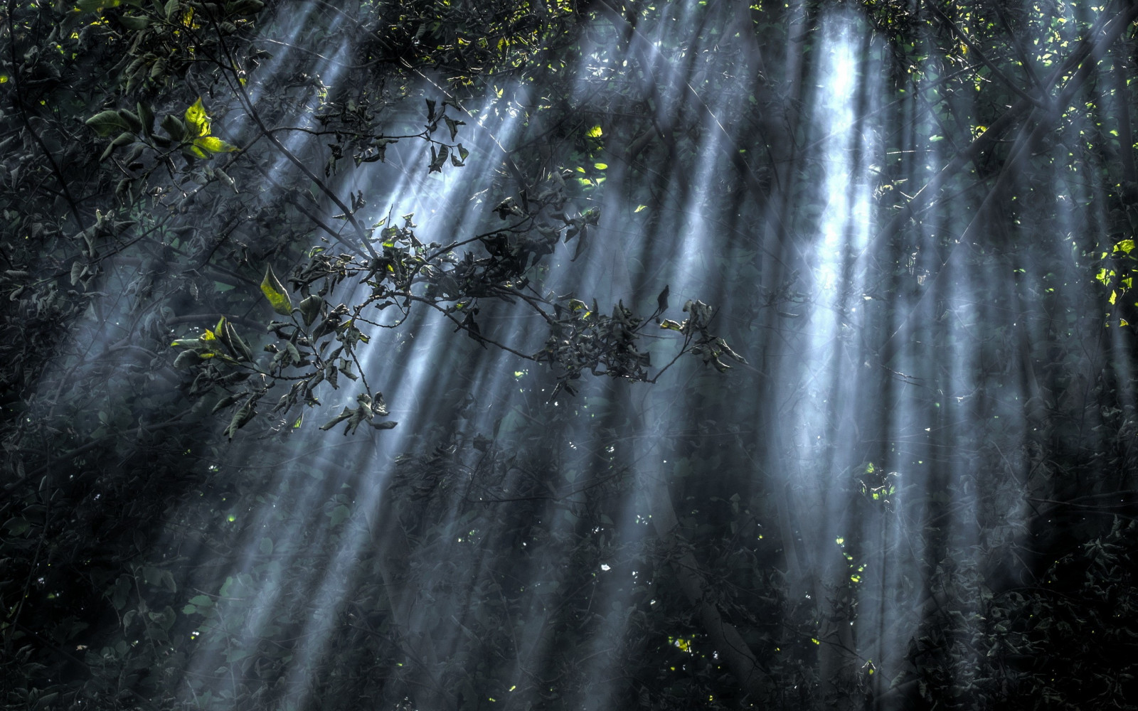 sollys, træer, Skov, vandfald, vand, natur, afspejling, jungle, regnskov, vådområde, mørke, skærmbillede, skov, levested, naturligt miljø, atmosfærisk fænomen, computer tapet, vand funktion