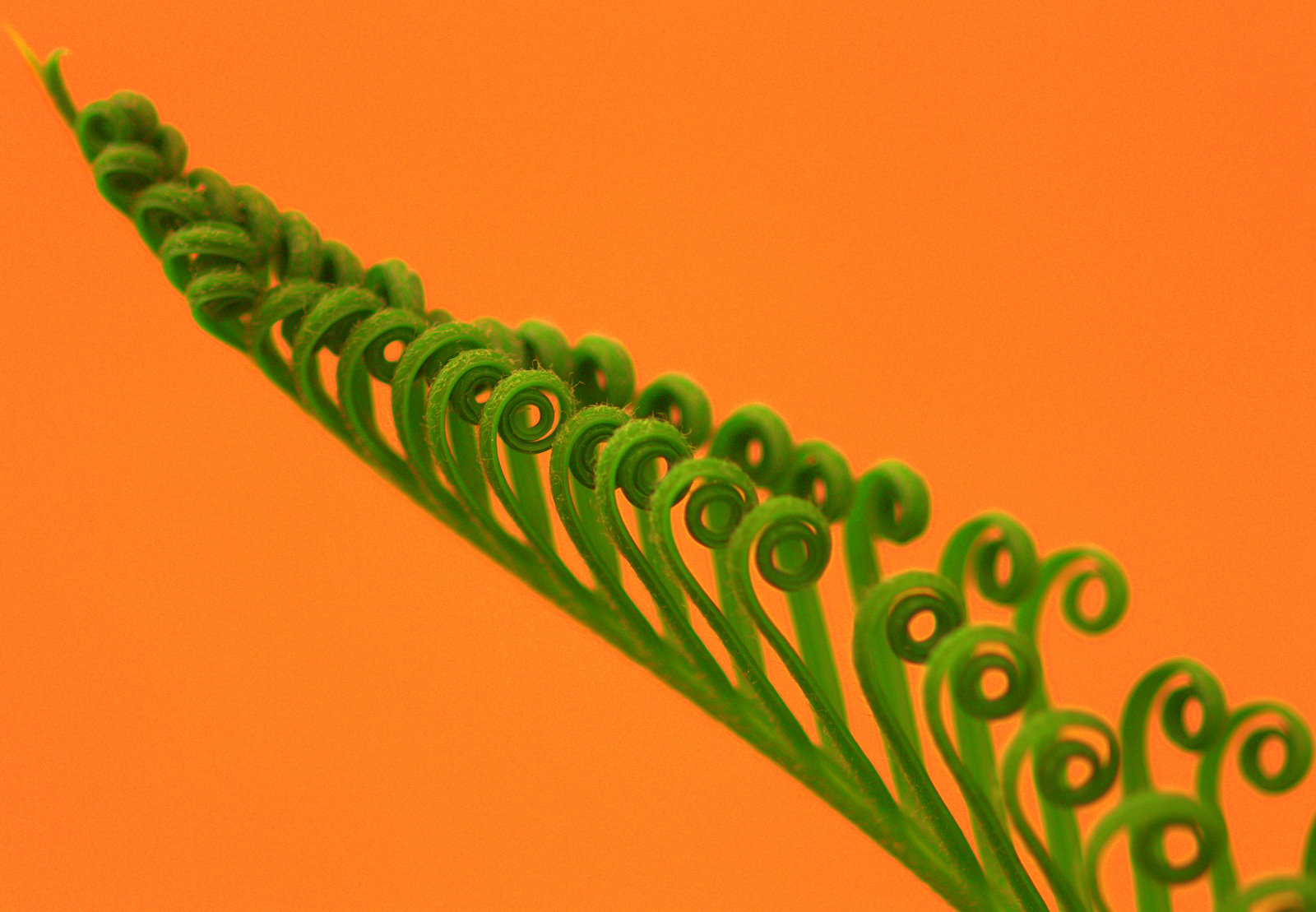 erba, macro, verde, arancia, rosa, cactus, colonna vertebrale, fucsia, foglia, linea, di, rosso, bianco, Fiori, giallo, Arancione, grafica, sfondo del computer, font, fotografia macro, staminali vegetali, Prato, farfalle, windmillsspirals, orchidea, estremita, boccioli, piatilli