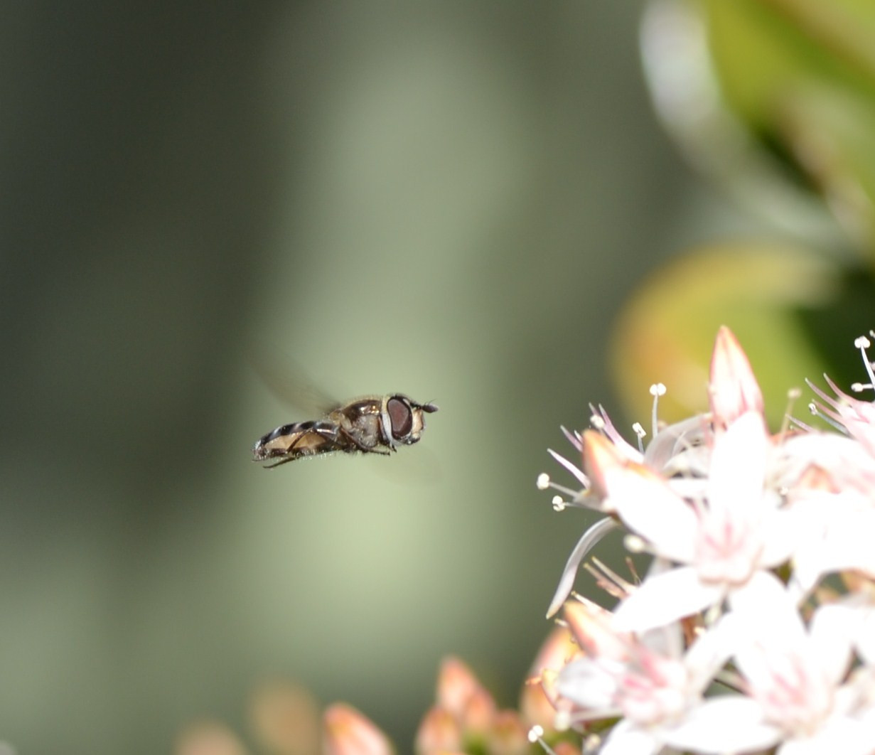 Flying Insect Hd Wallpaper : nature, bug, insect, Fly, flying, queensland, coochiemudlo ...