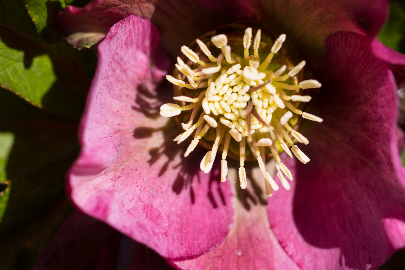 fotografering, blomst, lyserød, blomst, plante, flora, blomma, Torup, kronblad, christmasrose, julros, wildflower, botanik, jord plante, blomstrende plante, tæt på, makrofotografering