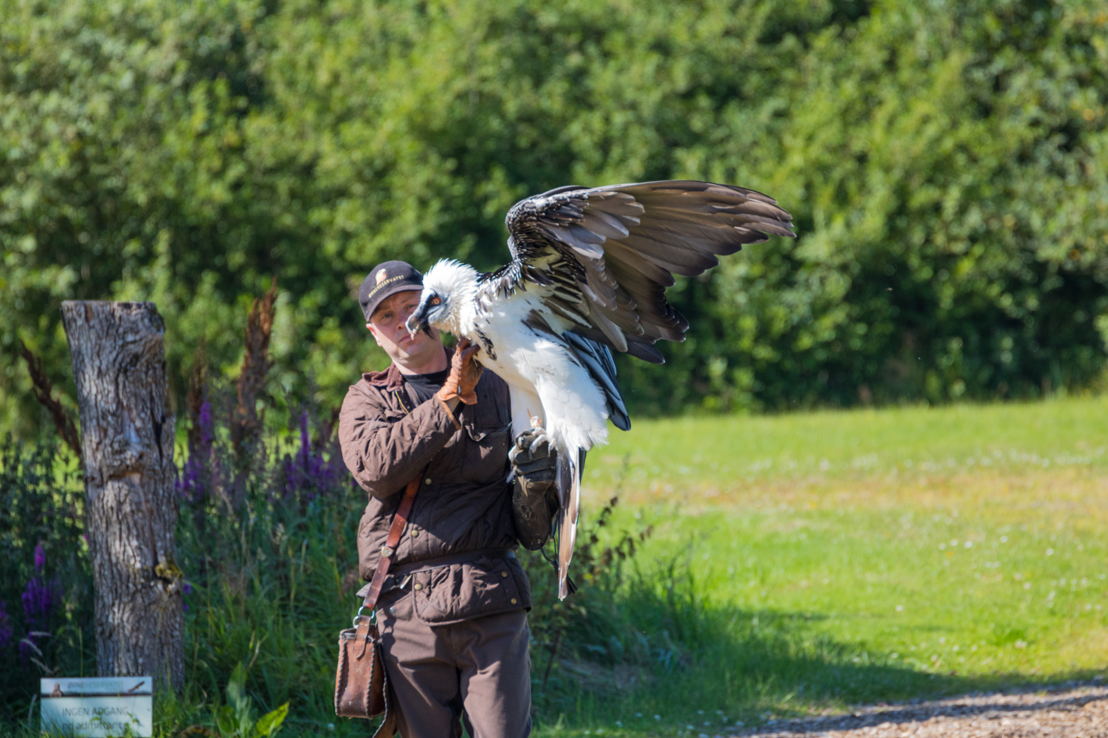 Volně žijících živočichů, dravý pták, orel, Dánsko, pták, birdofprey, Danmark, f gel, exif modelu canoneos760d, geocountry, Kamera aby kánon, geocity, Model fotoaparátu canoneos760d, geostate, geolocation, EXIF otvor 56, exif aby kánon, exif isospeed 200, EXIF ef70300mmf456lisusm čočka, exif focallength 300mm, Skagen, rovf gel, eagleworld, rnreservatet, beardedvulture, gypaetusbarbatus, lammgam, fauna, obratlovců, sup