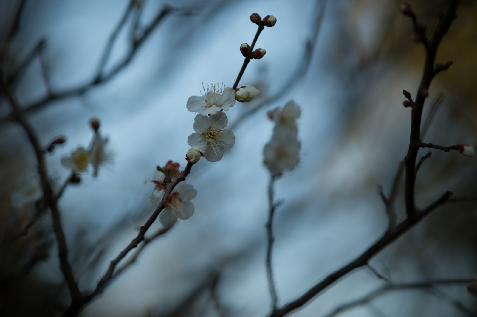 Japonsko, slunečnímu záření, Příroda, sníh, zima, větev, Třešňový květ, Nikon, květ, jaro, Tokio, zmrazení, jp, strom, NIKKOR, podzim, list, květ, rostlina, sezóna, švestka, UME, flóra, afs105mmf14eed, afsnikkor105mmf14eed, df, Ikegami, japaneseapricot, ikegamiplumpark, větvička, botanika, dřevina, zblízka, makro fotografie