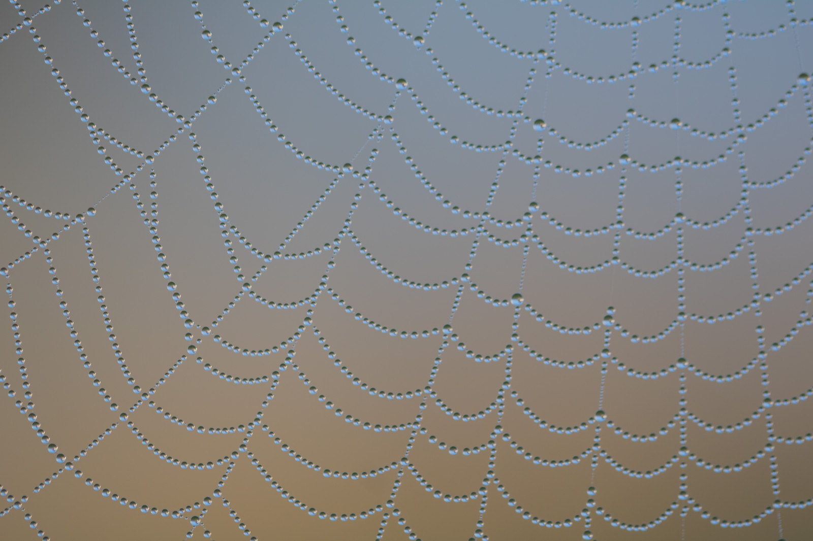 voda, symetrie, vzor, kruh, rosa, pokles, web, pavoučí síť, vatten, spindeln t, materiál, design, čára, kapička, s dersl tt, exif modelu canoneos760d, geocountry, Kamera aby kánon, geocity, Model fotoaparátu canoneos760d, geostate, geolocation, exif aby kánon, droppe, EXIF isospeed 100, exif focallength 100mm, EXIF ef100mmf28lmacroisusm čočka, Dagg, n t, EXIF otvor 35, textil, bezobratlý, vlhkost, pavoučí síť