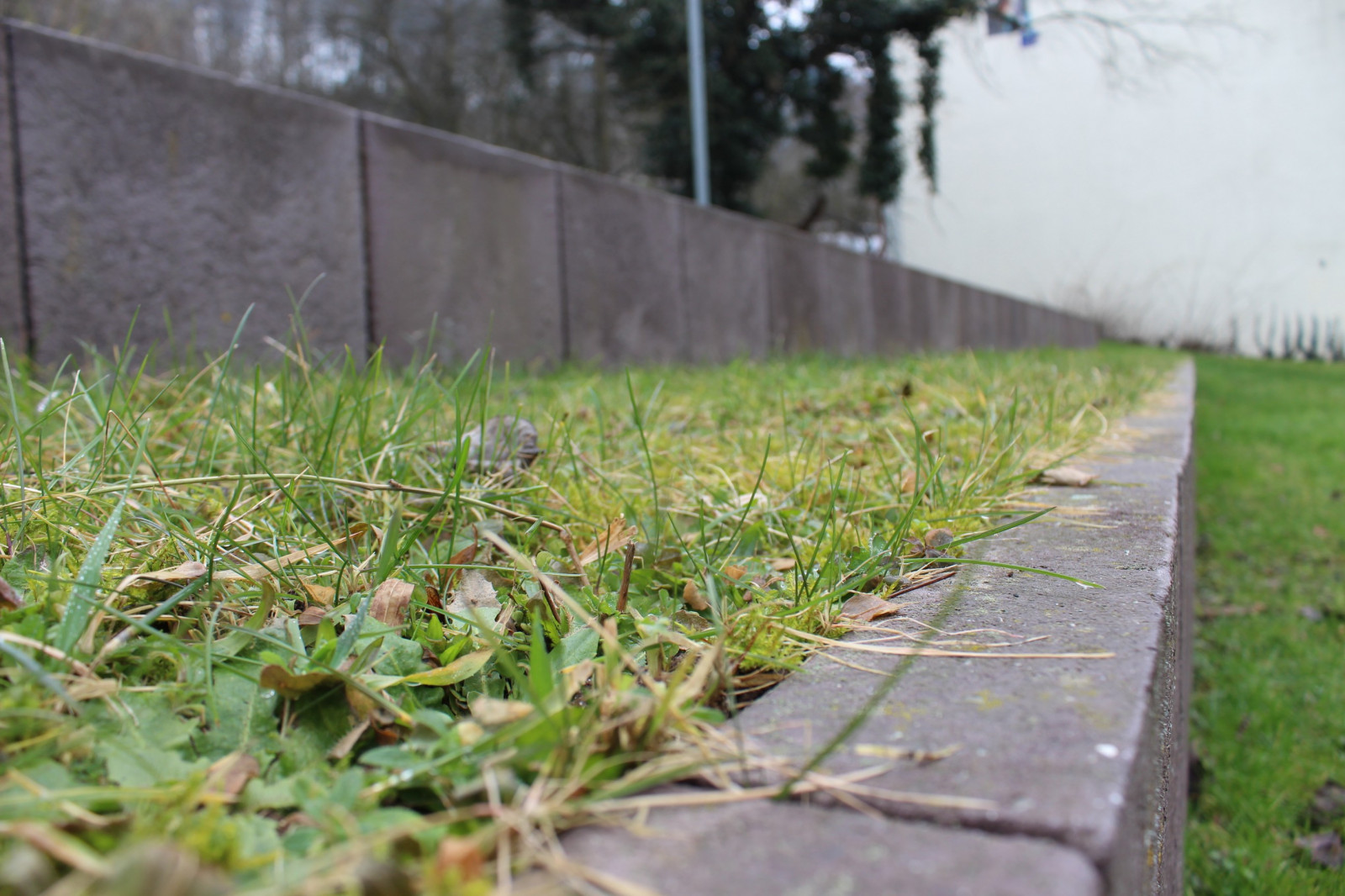 Fondos de pantalla : profundidad de campo, jardín, césped, verde, patio