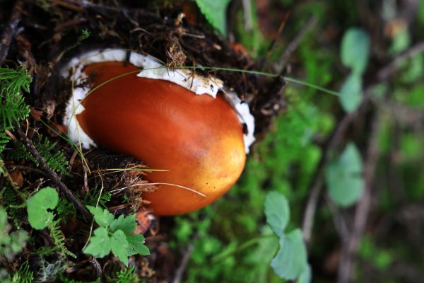nature,mushroom