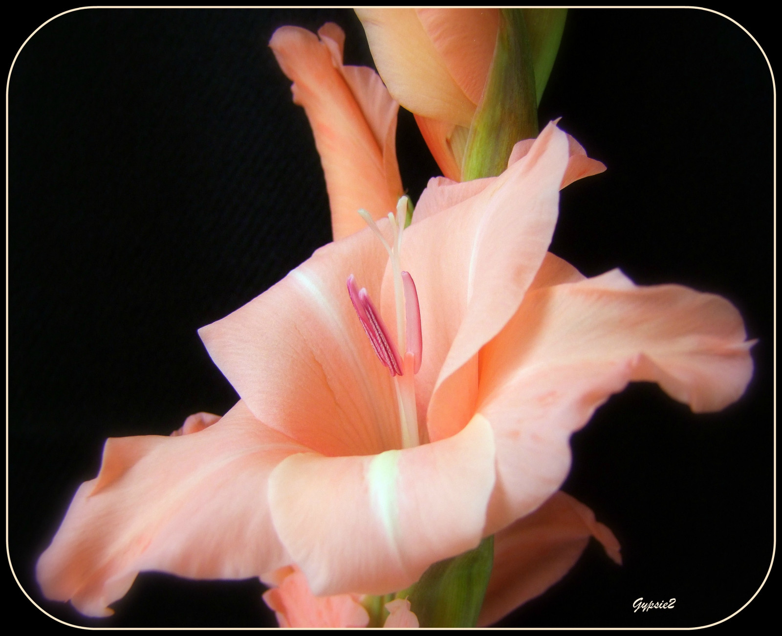 Wallpaper : flower, macro, nature, ngc, Peach, npc, Gladiolus, 2011