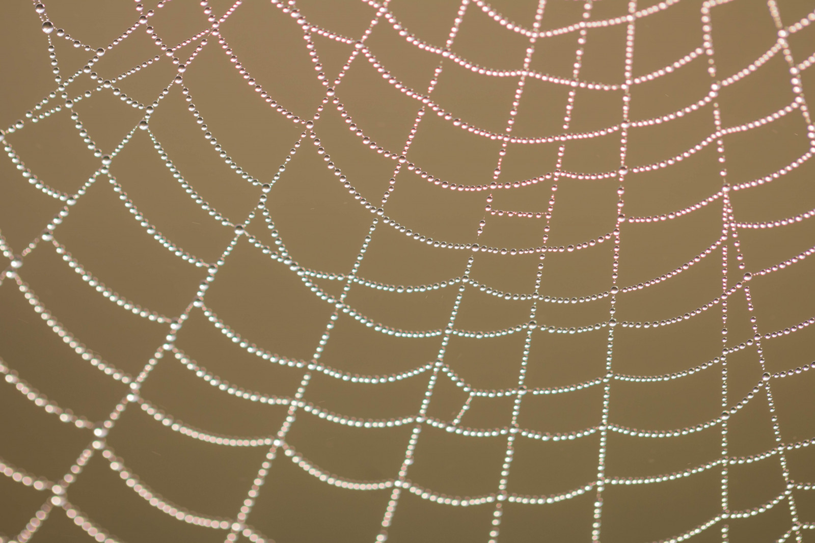 voda, pavouk, rosa, pavoukovec, pokles, web, pavoučí síť, síť, vatten, spindeln t, materiál, kapička, s dersl tt, droppe, Dagg, n t, fauna, bezobratlý, členovců, pavoučí síť