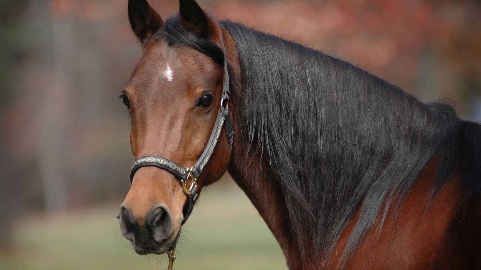 Wallpaper animals, Bit, livestock, Rein, mare, 2560x1440 px, snout