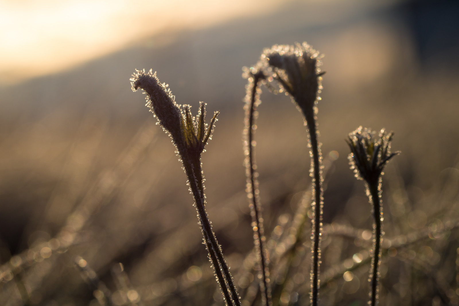 slunečnímu záření, Příroda, odraz, tráva, zima, pole, fotografování, makro, větev, Studený, ráno, mráz, světlo, mrak, strom, podzim, list, květ, rostlina, sezóna, flóra, makro, s dersl tt, kallt, prérie, atmosférický jev, zblízka, makro fotografie, tráva rodina, závod stonek