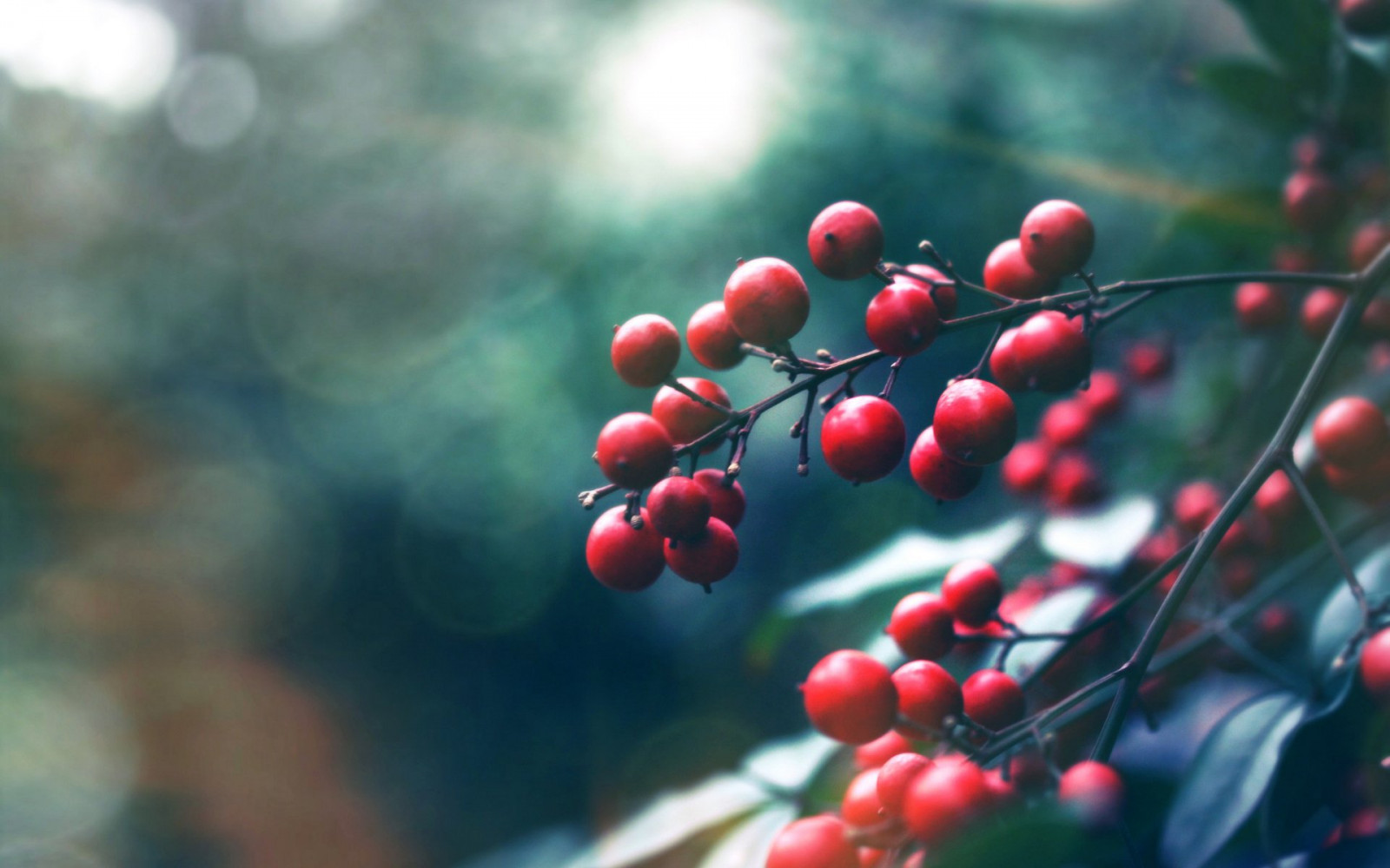 Wallpaper : 1920x1200 px, fruit, macro, plant, red 1920x1200 - wallup