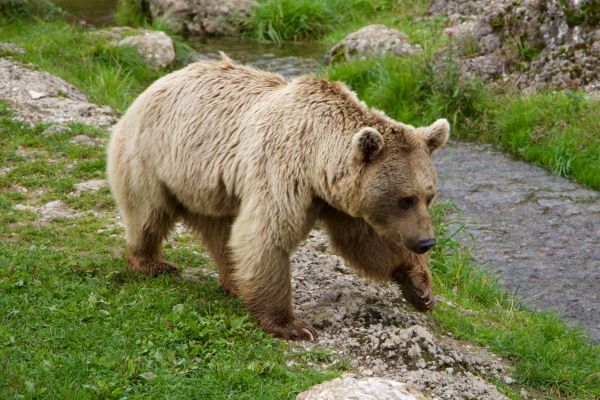 brown bear,siberian bear,walk